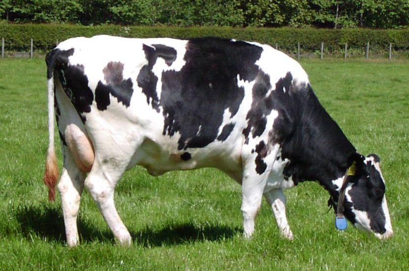 cattle_High Yielding Cow